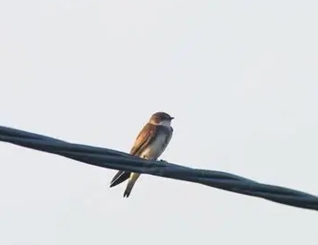 騎翼夜鶯評價 騎翼夜鶯評價