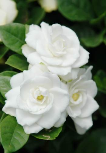 桅子花象徵 桅子花象徵