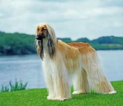 阿富汗獵犬性格 阿富汗獵犬性格