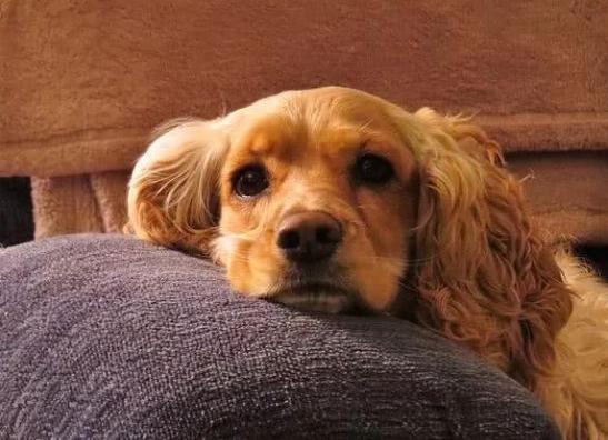 狗狗心律不整 狗狗心律不整