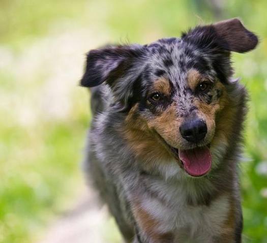 澳洲牧羊犬性格 澳洲牧羊犬性格