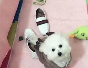 溫馴犬種 溫馴犬種