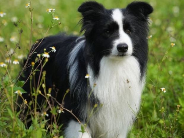 聰明犬種選擇 聰明犬種選擇