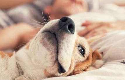 老年犬睡眠問題 老年犬睡眠問題
