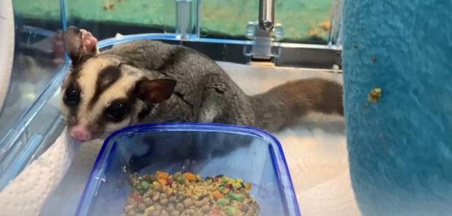 蜜袋鼯飼養困難 蜜袋鼯飼養困難