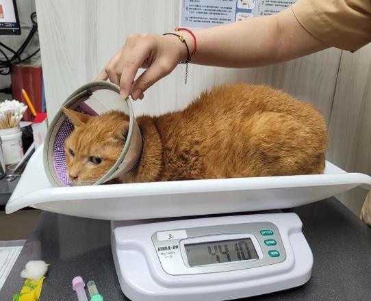 貓腎衰竭治療 貓腎衰竭治療