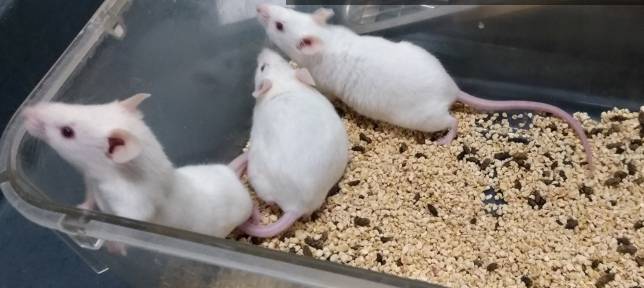 實驗動物科學基礎 實驗動物科學基礎