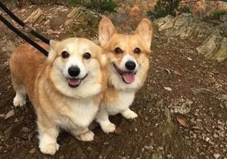 柯基犬體型 柯基犬體型