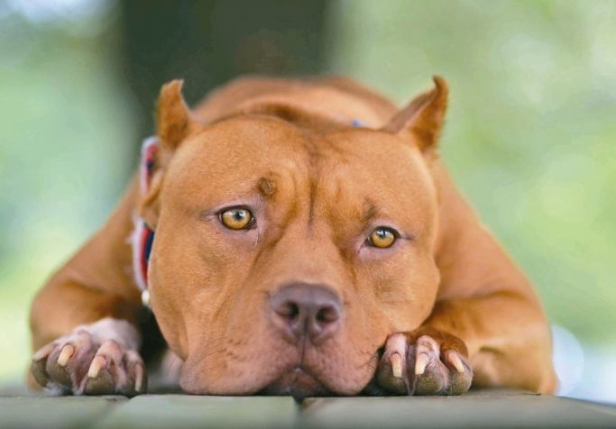 美國牛頭犬性格 美國牛頭犬性格