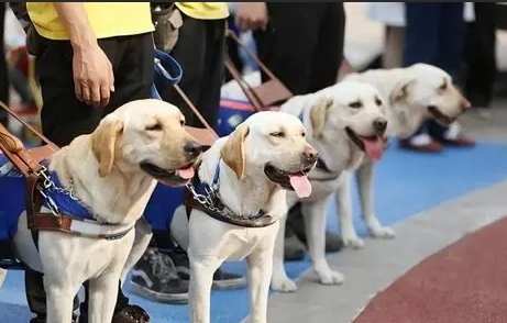 導盲犬訓練 導盲犬訓練