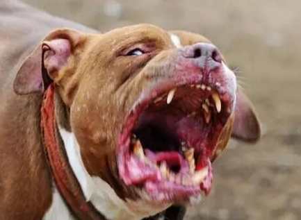 兇猛犬種 兇猛犬種