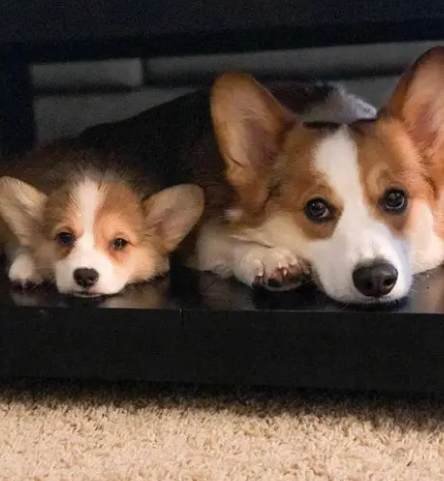 柯基犬體型 柯基犬體型