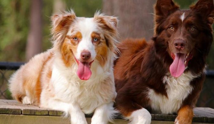 邊境牧羊犬澳洲牧羊犬差異 邊境牧羊犬澳洲牧羊犬差異