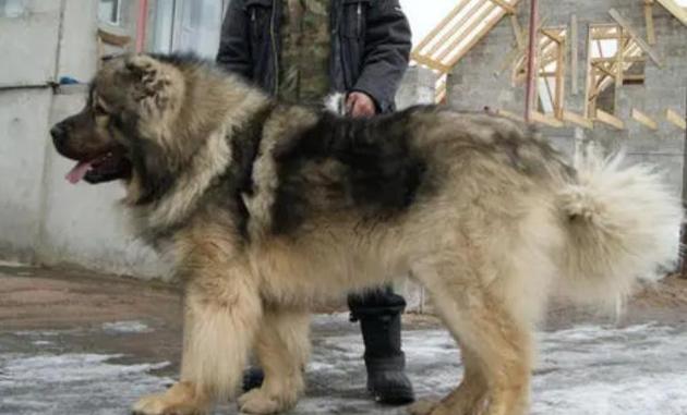 巨型犬品種 巨型犬品種
