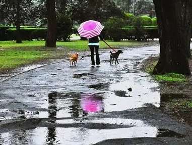 雨天遛狗景點 雨天遛狗景點