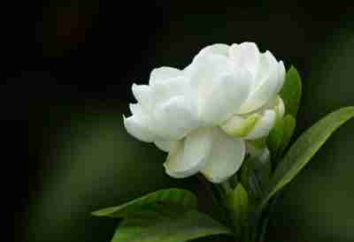 桅子花象徵 桅子花象徵