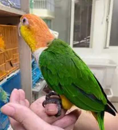 飼主責任 飼主責任