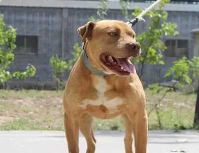 比特犬疼痛敏感 比特犬疼痛敏感