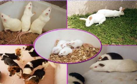 實驗動物科學指南 實驗動物科學指南