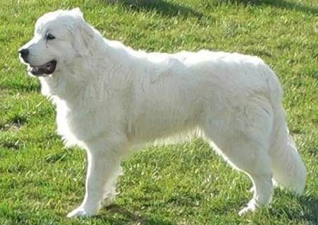 巨型犬護衛犬