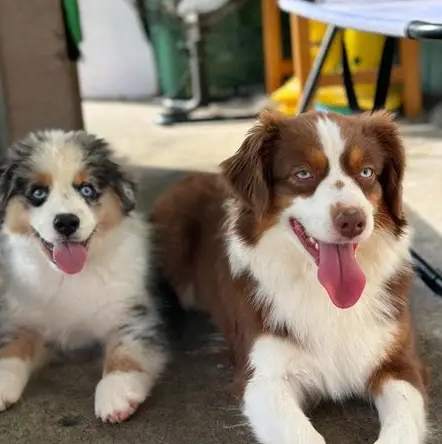 迷你美國牧羊犬體重標準 迷你美國牧羊犬體重標準