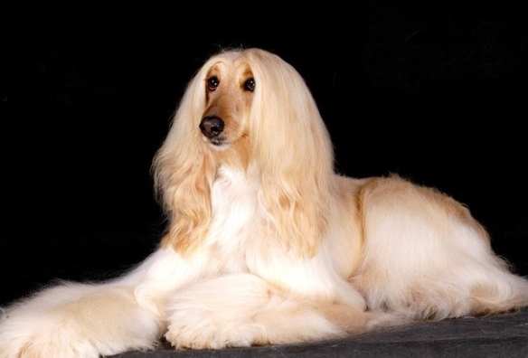 阿富汗獵犬性格 阿富汗獵犬性格