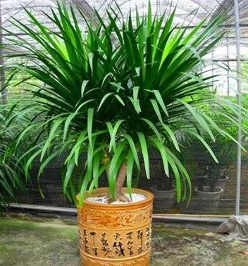 室內植物龍血樹 室內植物龍血樹
