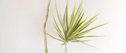 水培植物養護 水培植物養護