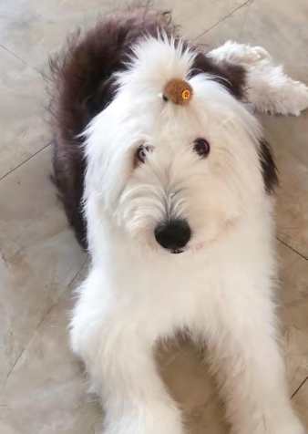 古代牧羊犬聰明度 古代牧羊犬聰明度