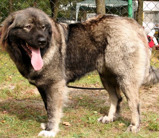 高加索犬飼養