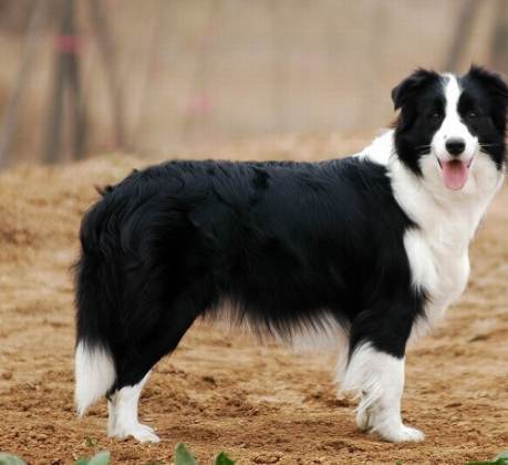 澳洲牧羊犬 邊境牧羊犬 比較 澳洲牧羊犬 邊境牧羊犬 比較