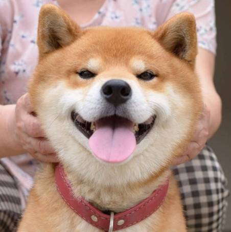 狗狗除蚤噴霧比較 狗狗除蚤噴霧比較