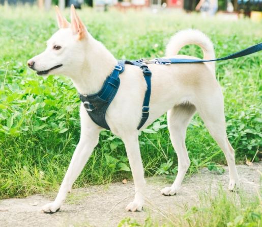 狗狗跳蚤症狀 狗狗跳蚤症狀
