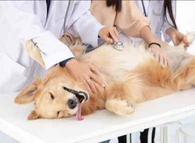 狗早期腎臟病症狀 狗早期腎臟病症狀