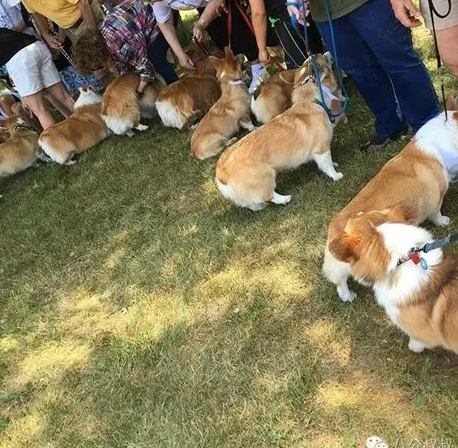 柯基犬體型 柯基犬體型