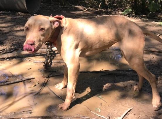 比特犬疼痛護理 比特犬疼痛護理