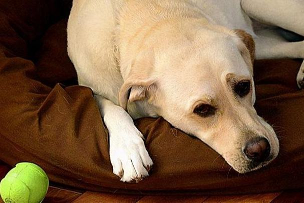 狗狗失眠解決方法 狗狗失眠解決方法