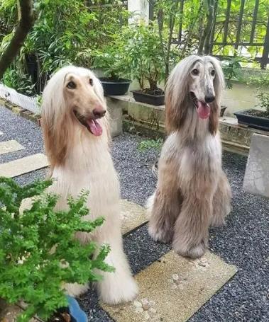 阿富汗獵犬性格 阿富汗獵犬性格