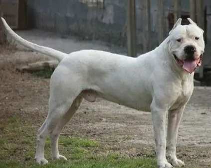 凶猛犬飼養 凶猛犬飼養