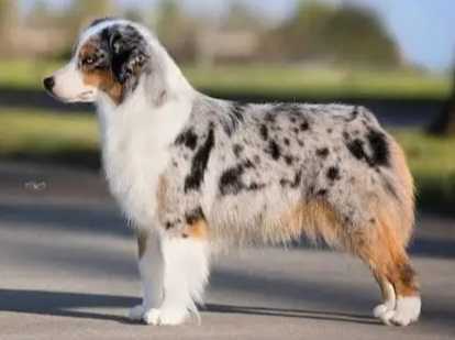 小型牧羊犬 小型牧羊犬