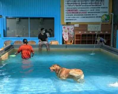 台中寵物友善室內 台中寵物友善室內