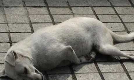 狗狗抽搐處理 狗狗抽搐處理