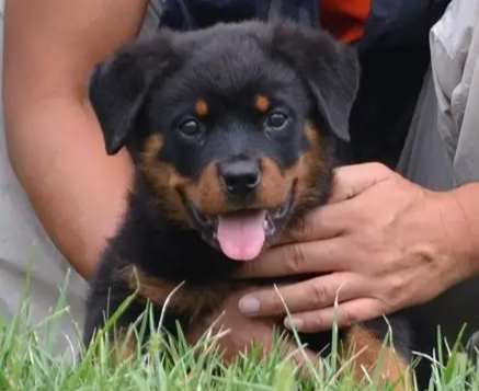 羅威納飼養注意事項 羅威納飼養注意事項