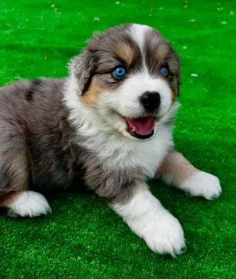 迷你美國牧羊犬體重標準 迷你美國牧羊犬體重標準