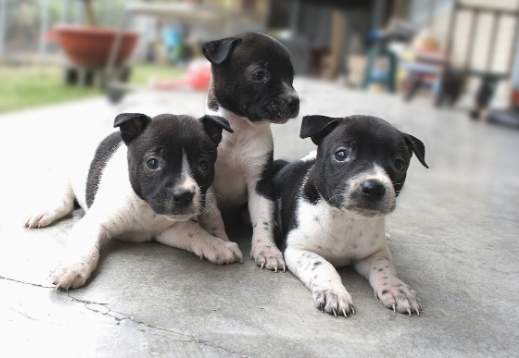 台灣土狗幼犬價格 台灣土狗幼犬價格