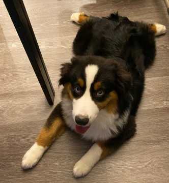 迷你澳洲牧羊犬 迷你澳洲牧羊犬