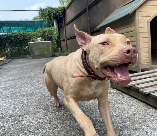比特犬疼痛護理 比特犬疼痛護理