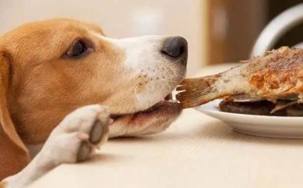 狗狗半夜不睡覺 狗狗半夜不睡覺
