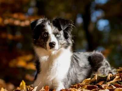 迷你澳洲牧羊犬 迷你澳洲牧羊犬
