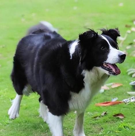 澳洲牧羊犬與邊境牧羊犬比較 澳洲牧羊犬與邊境牧羊犬比較